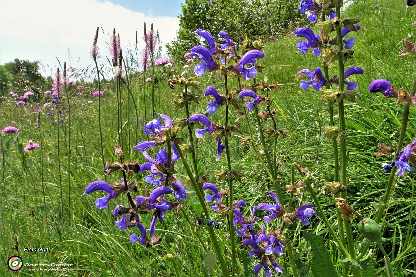 32 Salvia di prato (Salvia Pratensis) alla Stalla Fopp .JPG